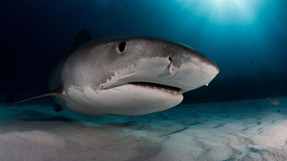 Elitní potápěč: Když žralok tygří napadne člověka, nejde téměř nic dělat